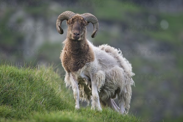 Ram