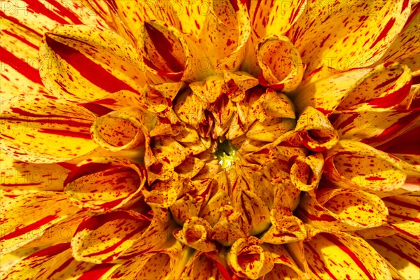 Dahlia (Dahlia sp.)