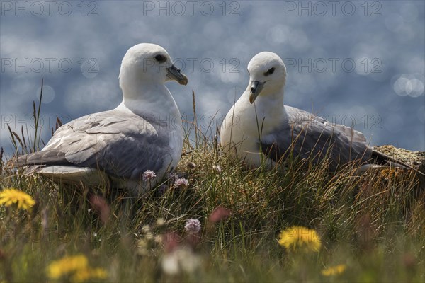 Two Northern fulmars (Fulmarus glacialis) sitting in the grass