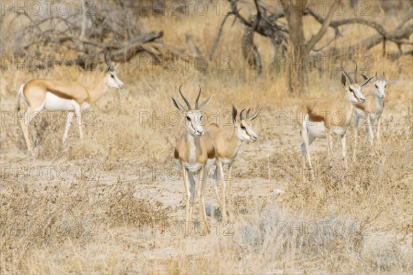 Small herd of Springboks (Antidorcas marsupialis)