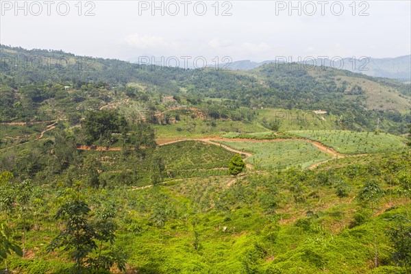 Pineapple fields
