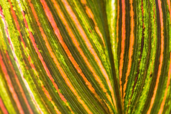 Garden Croton or Variegated Croton (Codiaeum variegatum)