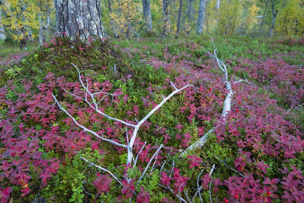 Forest in autumn