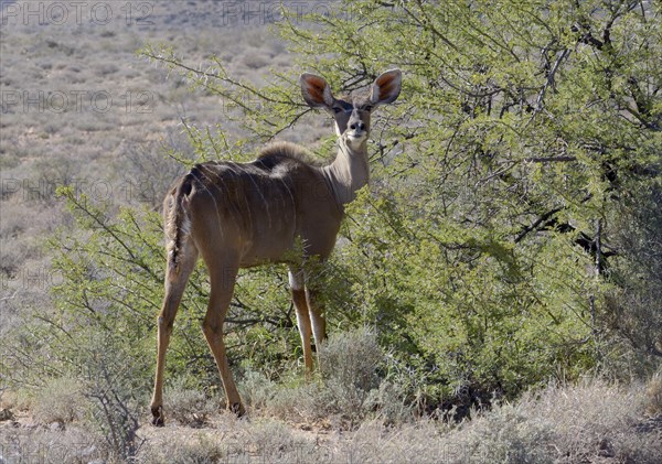 Greater Kudu (Tragelaphus strepsiceros)