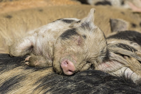 Turopolje Pig (Sus scrofa domestica)