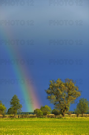Rainbow over a Willow (Salix)