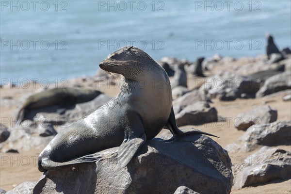 Brown Fur Seal or Cape Fur Seal (Arctocephalus pusillus)