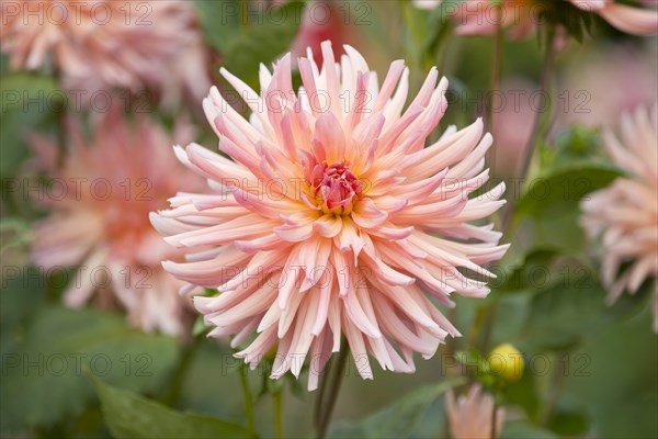 Dahlia (Dahlia) 'Dora' cultivar