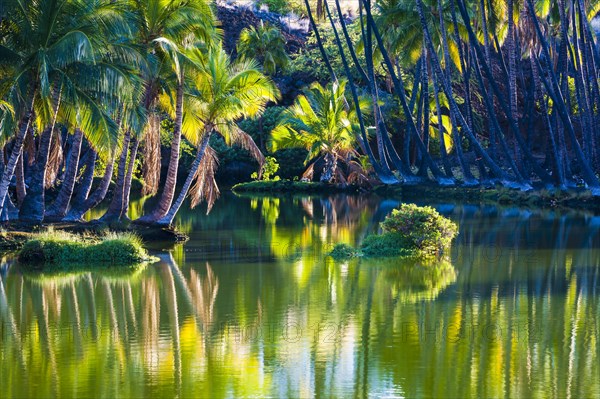 Palm trees at the Hopeaia Fishpond
