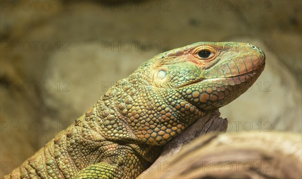Guyana Caiman Lizard (Dracaena guianensis)