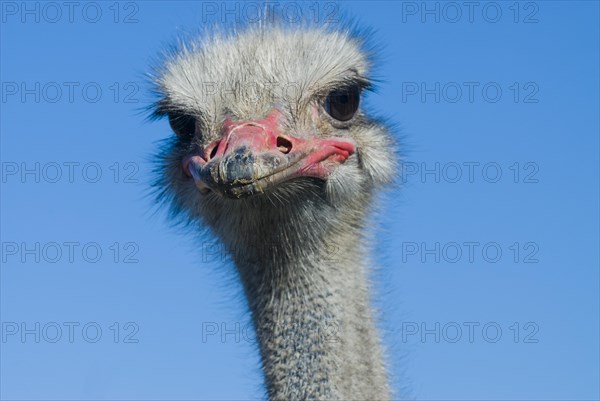 Common Ostrich (Struthio camelus)