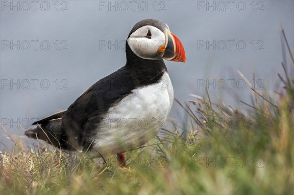 Puffin (Fratercula arctica)