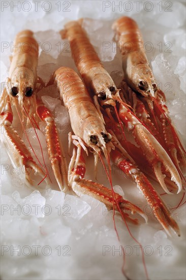 Fresh Dublin Bay prawns on crushed ice