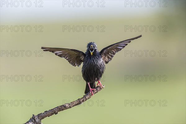 Spotless Starling (Sturnus unicolor)