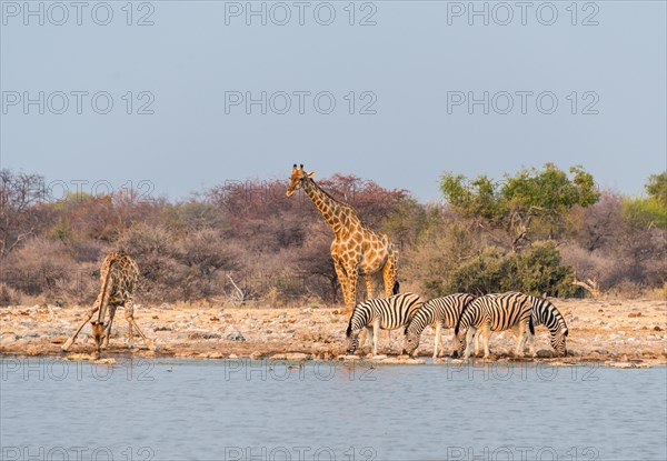 Giraffe (Giraffa camelopardis) and Burchell's Zebraa (Equus quagga burchellii)