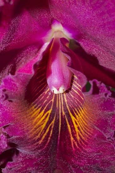 Orchid