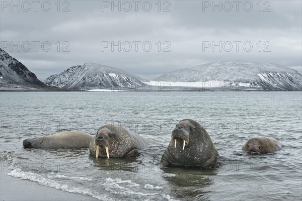 Walruses (Odobenus rosmarus)