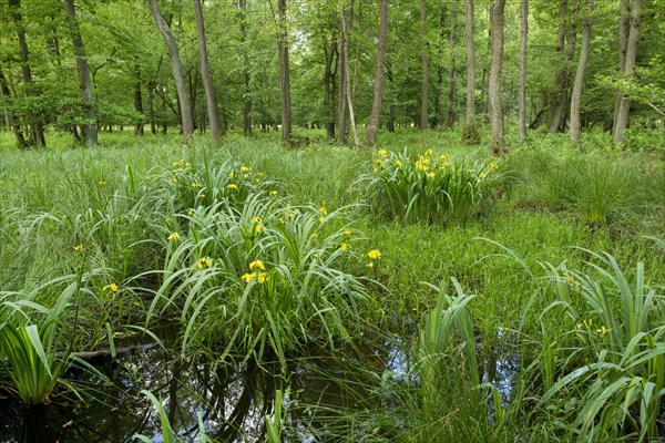 Yellow Iris (Iris pseudacorus)