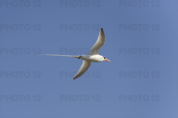 Red-billed Tropicbird or Boatswain Bird (Phaeton aethereus) in flight