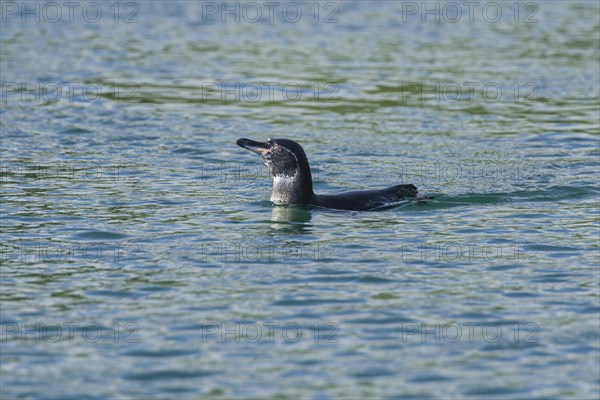 Galapagos Penguin (Spheniscus mendiculus)