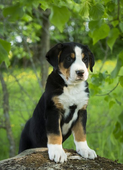 Greater Swiss Mountain Dog