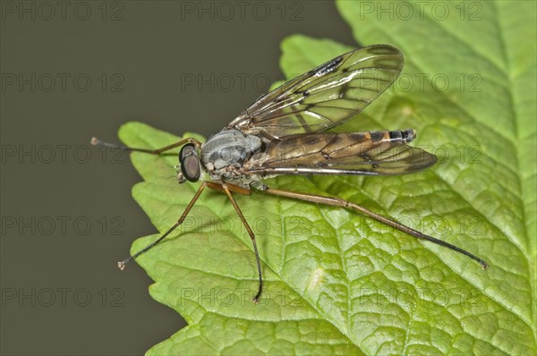 Common snipe fly (Rhagio scolopaceus)
