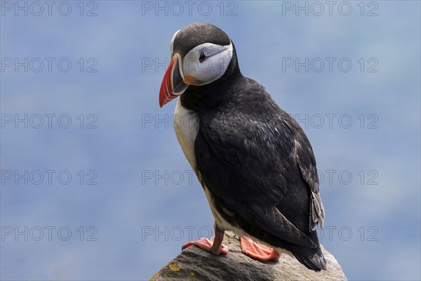 Puffin (Fratercula arctica)