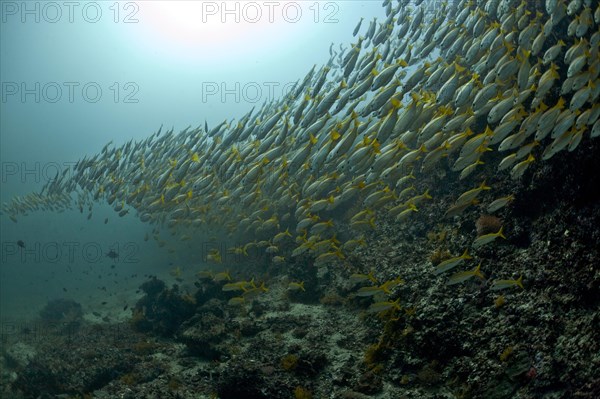 Yellowtail Snapper (Ocyurus chrysurus)