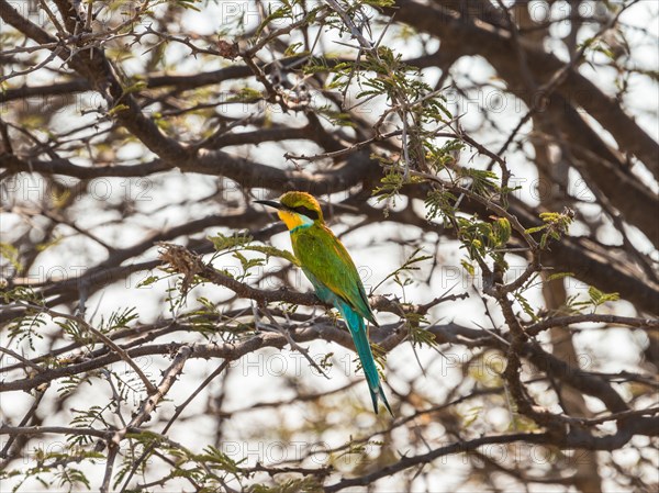Blue-cheeked Bee-eater (Merops persicus) perched on a dry acacia tree