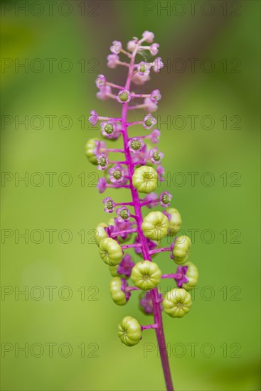 American Pokeweed (Phytolacca americana)