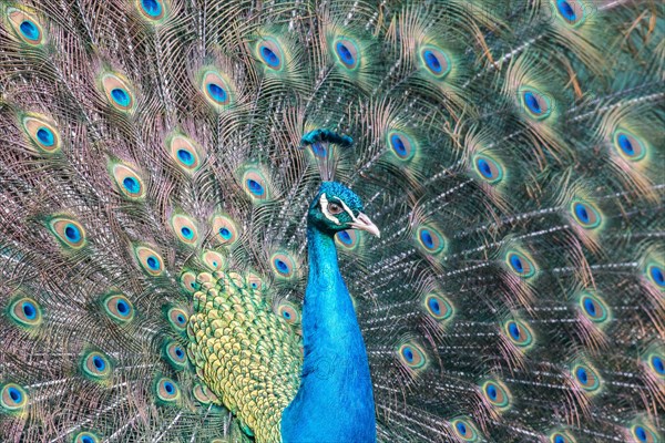 Indian Peafowl or Blue Peafowl (Pavo cristatus)