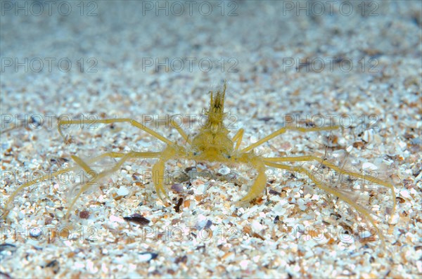 Common Spider Crab (Macropodia rostrata)