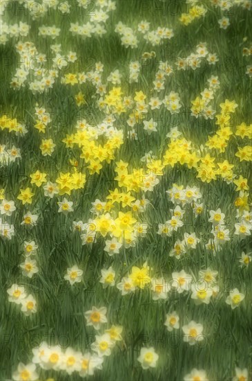 Daffodils (Narcissus) in a meadow