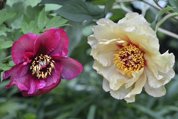 Tree peony (Paeonia suffruticosa)