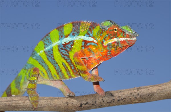 Panther Chameleon (Furcifer pardalis)