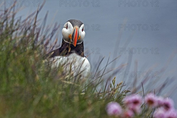 Puffin (Fratercula arctica)