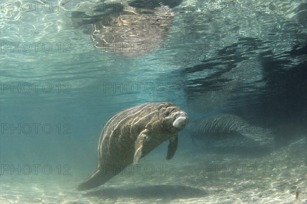 West Indian Manatee or Sea Cow (Trichechus manatus)