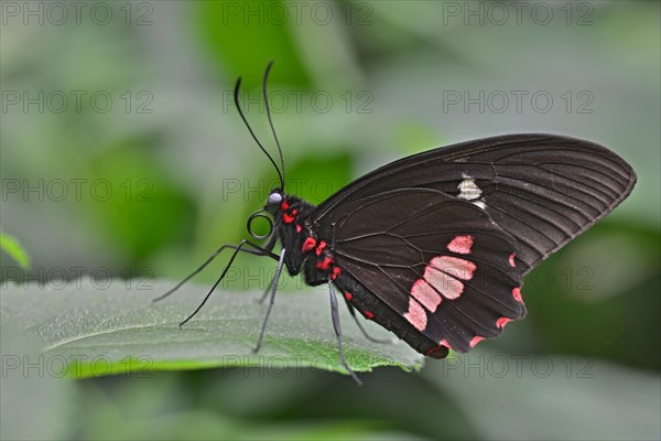 Lysander Cattleheart (Parides lysander)