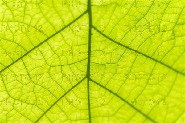Leaf from below