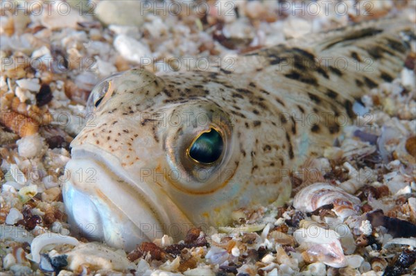 Greater Weever (Trachinus draco)