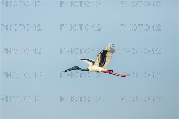 Black-necked Stork (Ephippiorhynchus asiaticus)