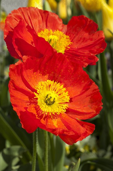Iceland poppies (Papaver nudicaule)