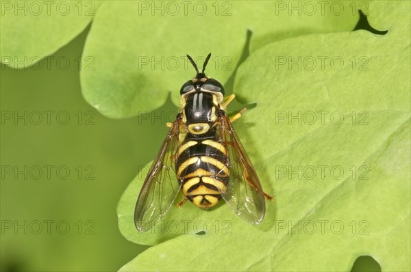 Chrysotoxum fasciatum hover fly (Chrysotoxum fasciatum)