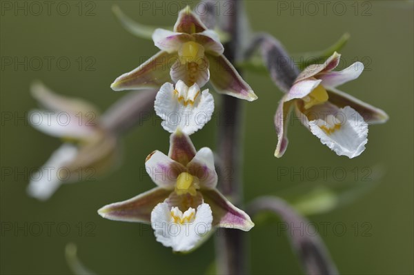 Marsh Helleborine (Epipactis palustris)
