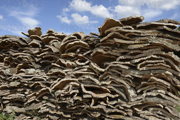 Stacked bark of the Cork Oak (Quercus suber)