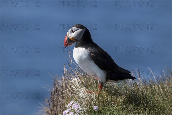 Puffin (Fratercula arctica)
