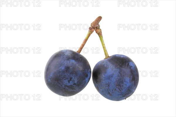 Brennzwetschge plums