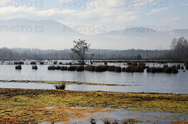 Ice-covered water surface of a renatured peat-mining area