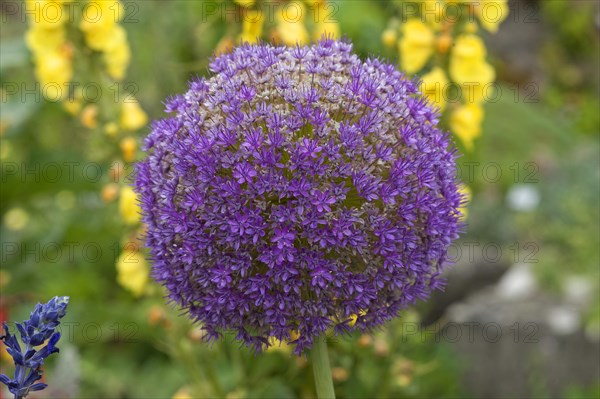 Flower of a Giant Onion or Giant Allium (Allium giganteum)