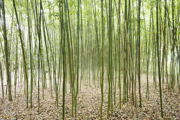 Bamboo (Bambus fargesia) grove